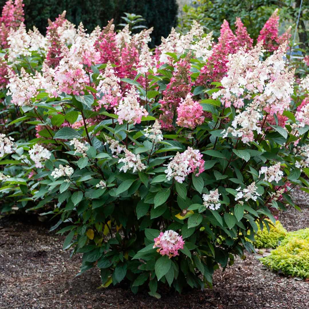 Hydrangea “Candelabra” Bloom & Sply