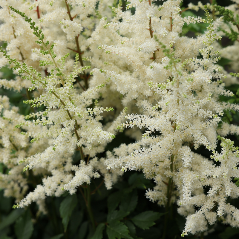 Astilbe “Visions in White”