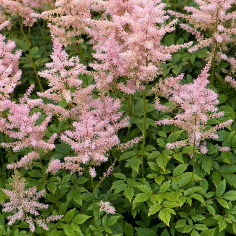 Astilbe “Visions in Pink”