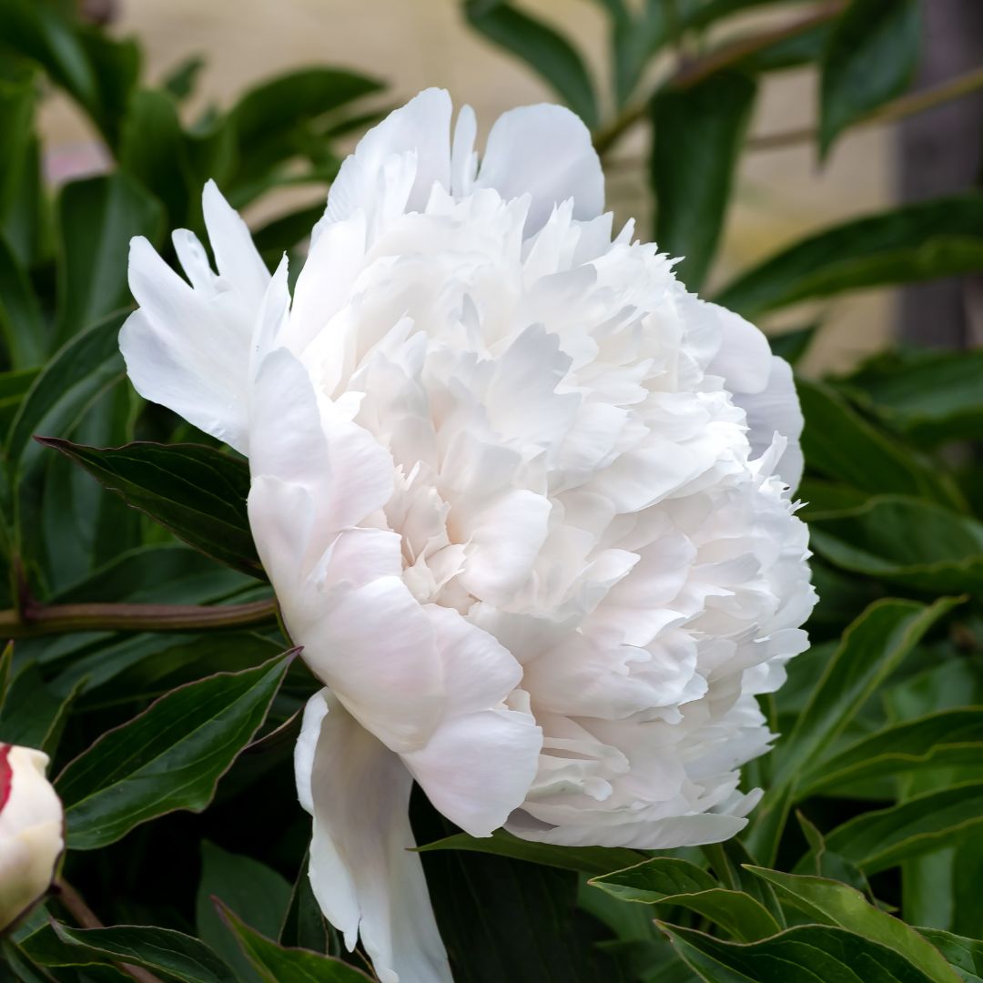 Peony “Duchesse de Nemours” Bloom & Sply