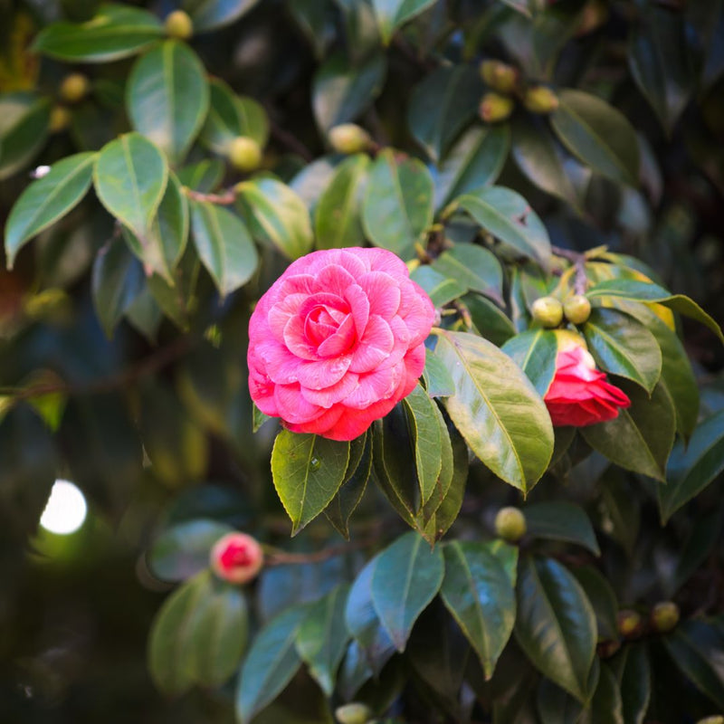 Camellia Japonica "Early Autumn"