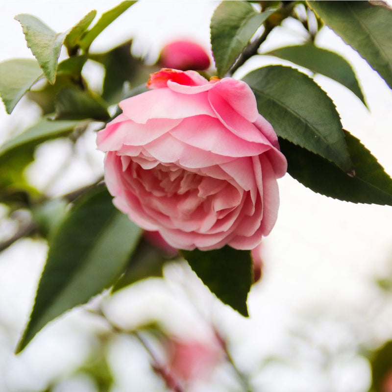 Camellia Japonica "Mrs. Lyman Clarke"