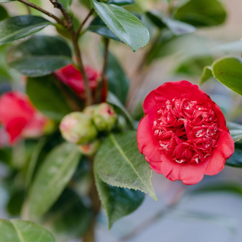Camellia Japonica "April Tryst"